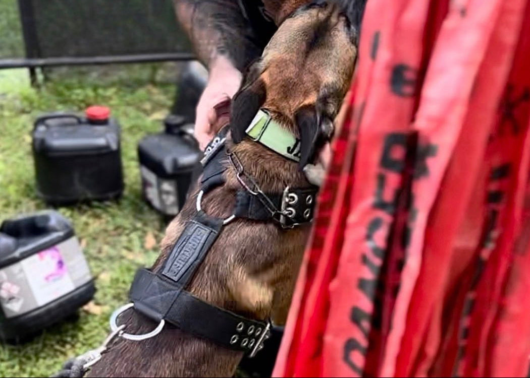 Malinois doing bite training in Supatuff black dog harness