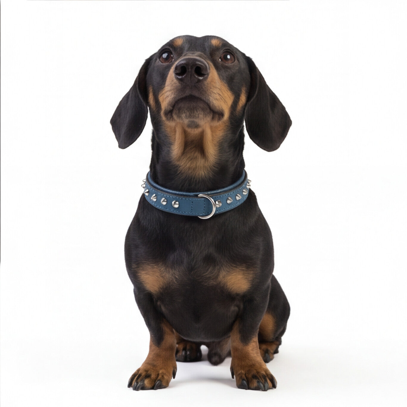 Hand Made Leather Dog Collar - Imperial Blue & Chrome (Slim Fit)