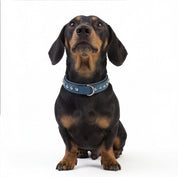 Hand Made Leather Dog Collar - Imperial Blue & Chrome (Slim Fit)
