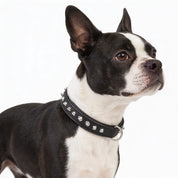 Hand Made Leather Dog Collar - Imperial Black & Chrome (Slim Fit)