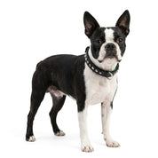 Hand Made Leather Dog Collar - Imperial Black & Chrome (Slim Fit)