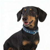 Hand Made Leather Dog Collar - Imperial Blue & Chrome (Slim Fit)