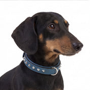 Hand Made Leather Dog Collar - Imperial Blue & Chrome (Slim Fit)