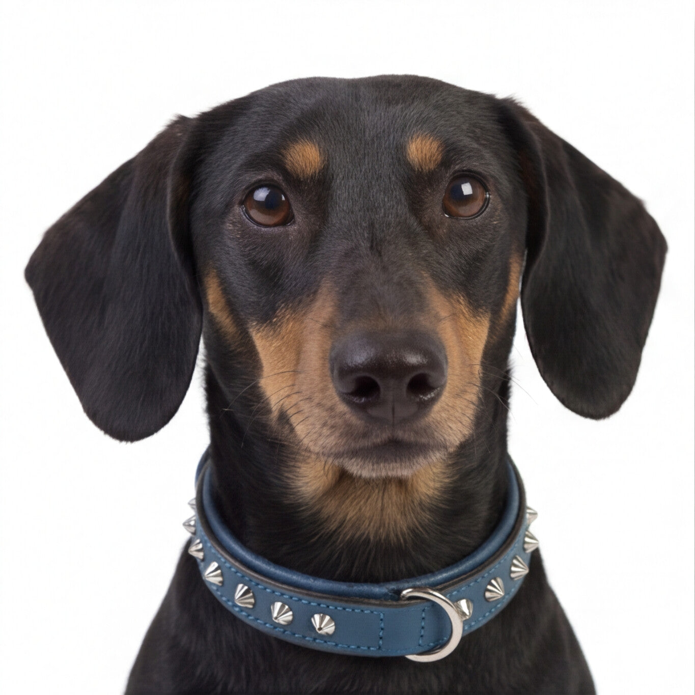 Hand Made Leather Dog Collar - Imperial Blue & Chrome (Slim Fit)