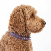 Hand Made Leather Dog Collar - Imperial Purple & Chrome (Slim Fit)