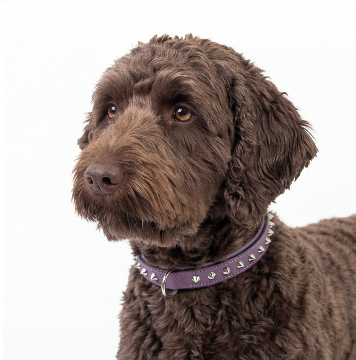 Hand Made Leather Dog Collar - Imperial Purple & Chrome (Slim Fit)