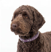 Hand Made Leather Dog Collar - Imperial Purple & Chrome (Slim Fit)