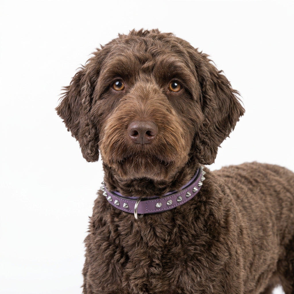 imperial-purple-leather-dog-collar_f9eee6e9-5446-495e-b89b-7cc22f197784.jpg