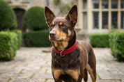 Hand Made Leather Dog Collar - Tuscan Red (Slim Fit)