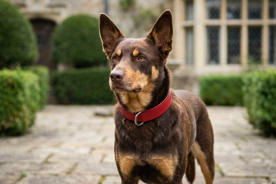 kelpie-red-leather-collar-3.jpg