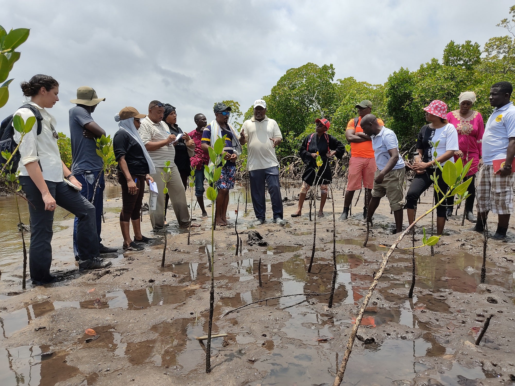 kenya-mangrove_planting.jpg