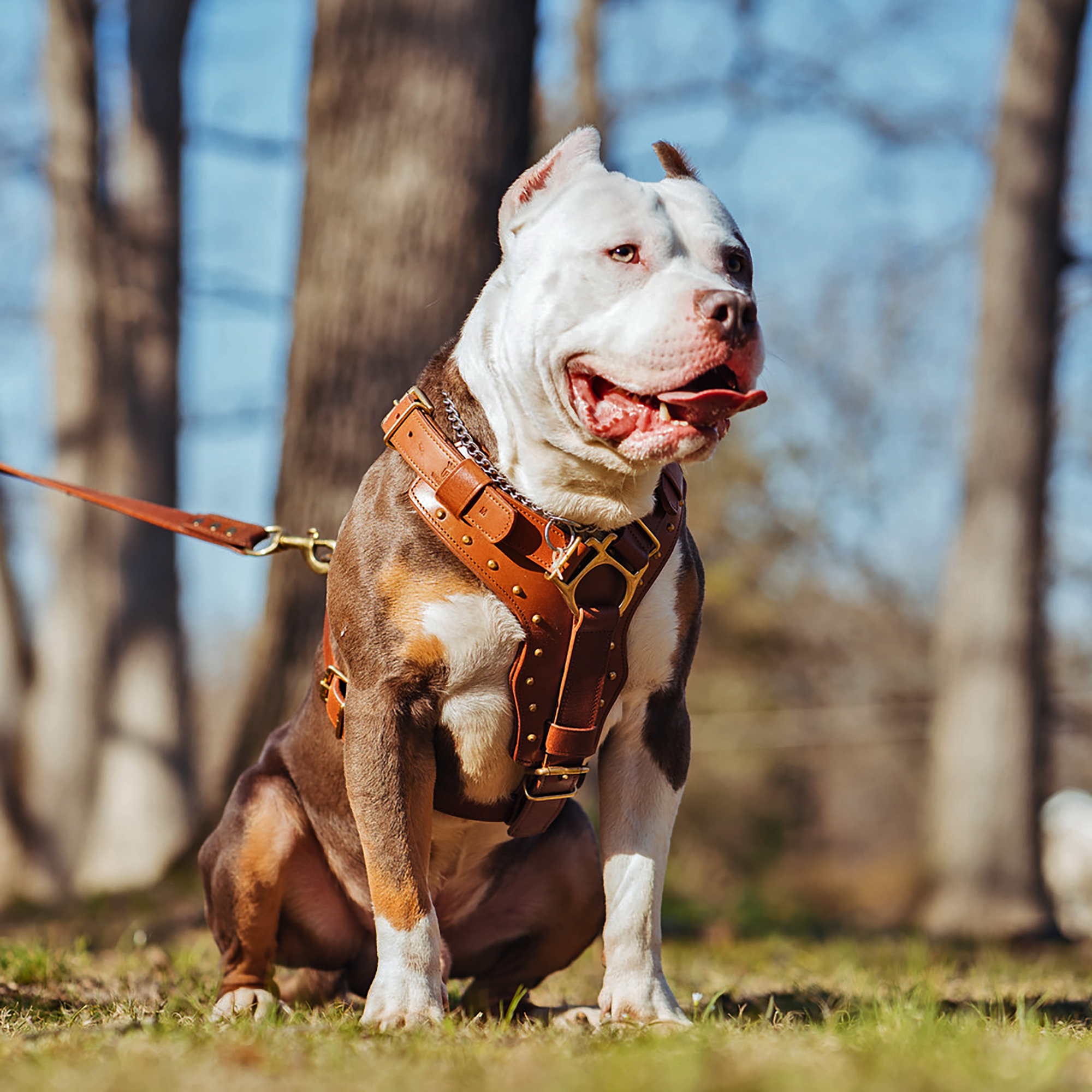 leather-brown-dog-harness.png