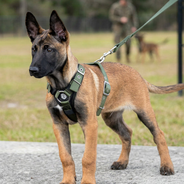 SUPATUFF Strong Dog Harness Shadow Green Color Slim Fit Size