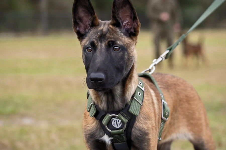 SUPATUFF® Strong Dog Harness Shadow Green (Slim Fit)