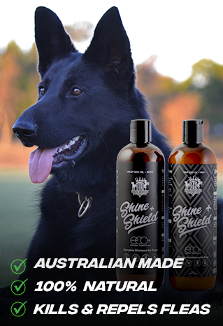 Homemade clearance flea wash