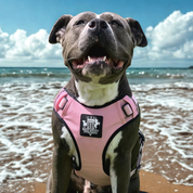 Front view of Staffordshire dog wearing pink Active X harness at the beach
