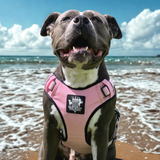 Dog Harness - Active X Pink