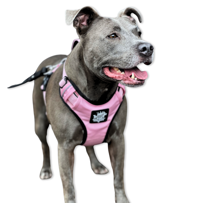 pink-dog-harnesses