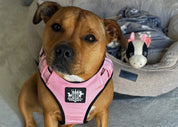 Front view of  female Staffordshire Terrier wearing pink Active X harness allowing range of movement and positions