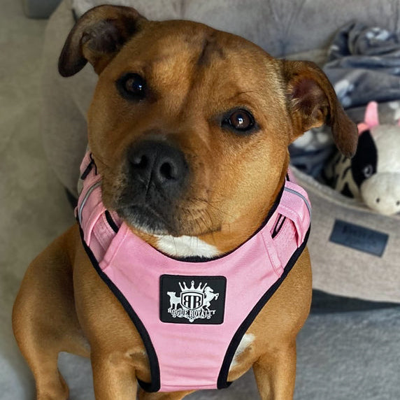 Front view of  female Staffordshire Terrier wearing pink Active X harness allowing range of movement and positions