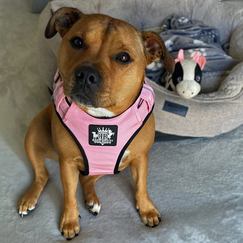 Front view of  female Staffordshire Terrier wearing pink Active X harness allowing range of movement and positions