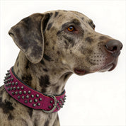 Hand Made Leather Dog Collar - Ruthless Pink & Black (Wide Fit)