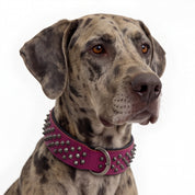 Hand Made Leather Dog Collar - Ruthless Pink & Black (Wide Fit)