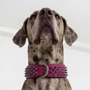 Hand Made Leather Dog Collar - Ruthless Pink & Black (Wide Fit)
