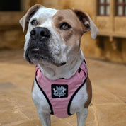 Dog Harness - Active X Pink