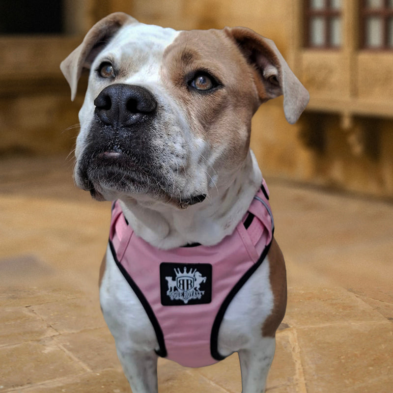 Dog Harness - Active X Pink