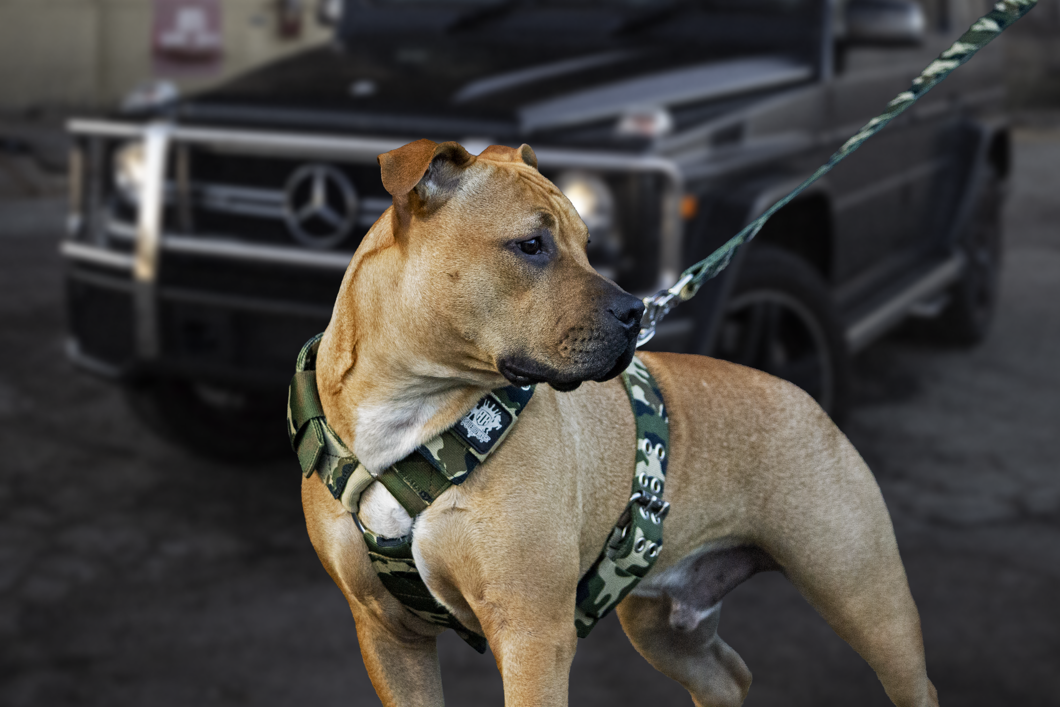 pitbull-camo-harness.png