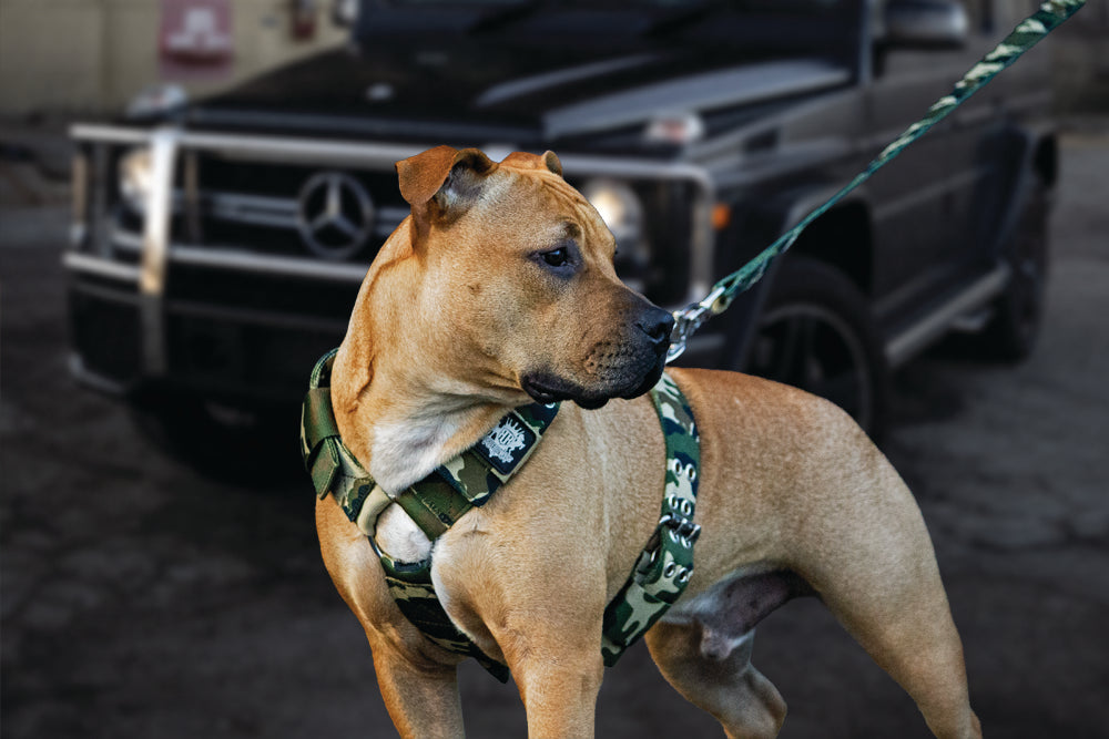 pitbull-camo-harness3.jpg