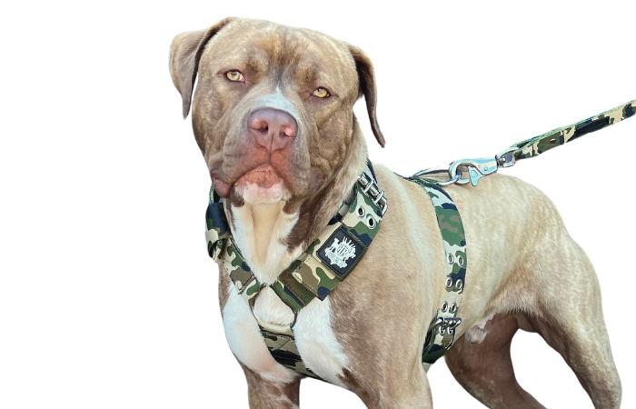 SUPATUFF® Dog Harness Heavy Duty Camo