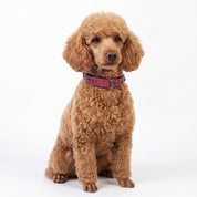 Hand Made Leather Dog Collar - Ruthless Pink & Black (Slim Fit)