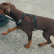 SUPATUFF® Dog Harness Camo (Slim Fit)