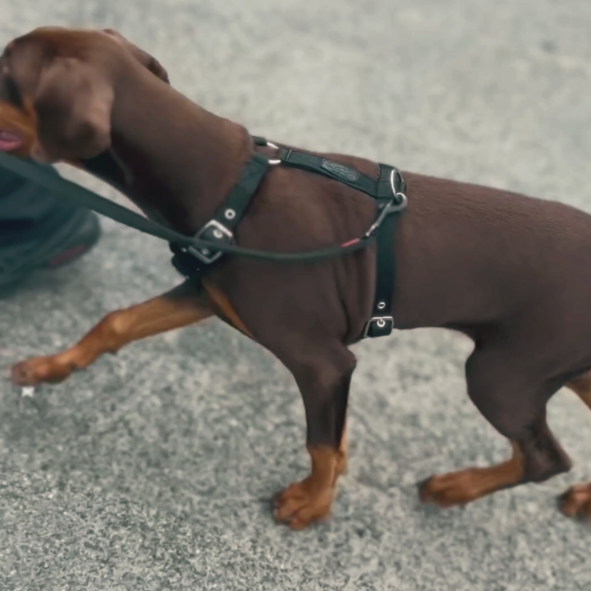 SUPATUFF® Dog Harness Camo (Slim Fit)