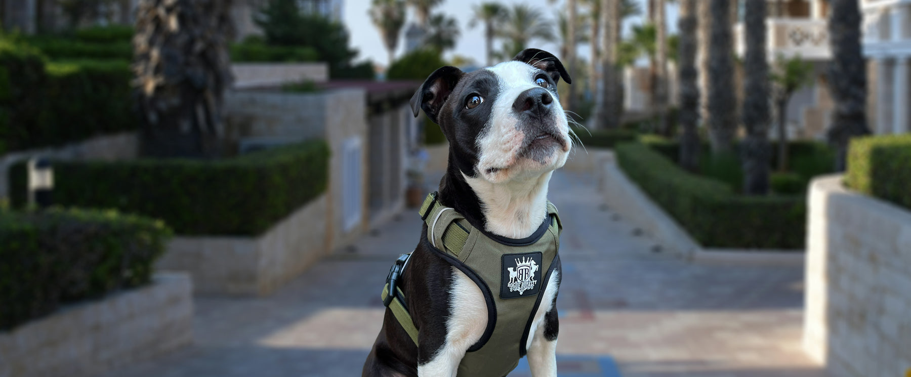 PUPPY HARNESS RANGE