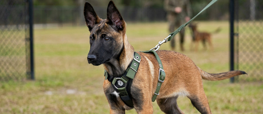 Small puppy dog wearing a secure and comfortable Rogue Royalty Slim fit dog harness