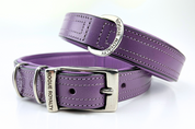 purple dog collars