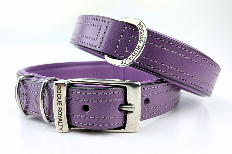 purple dog collars