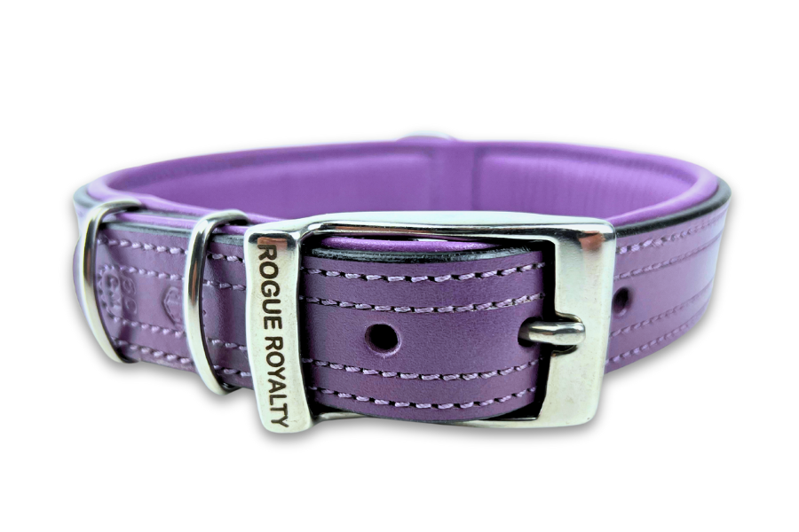 purple leather dog collar