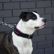 Hand Made Leather Dog Collar - Queen of Hearts (Wide Fit)