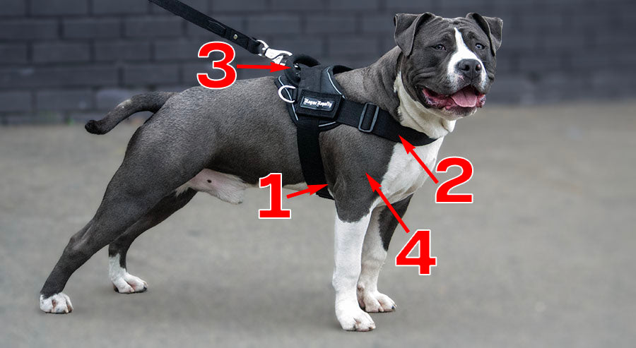 Best dog walking belt best sale