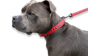 red studded dog collar