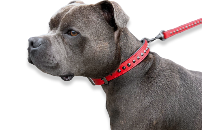 Hand Made Leather Dog Collar - Ruthless Red &amp; Black (Slim Fit)