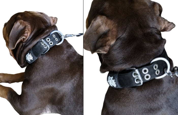 regular-fit-dog-collars