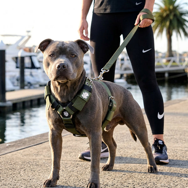 regular-fit-strong-dog-harness-green_copy.jpg