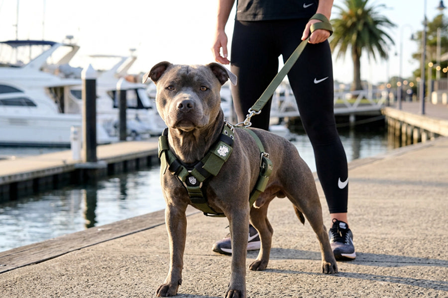 regular-fit-strong-dog-harness-green_copy.jpg