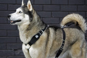 regular-strong-dog-harness