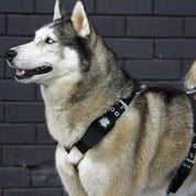 regular-strong-dog-harness